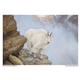 aerial view a group of wildlife art calendar, image 9 of 19