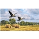 aerial view a group of wildlife art calendar, image 11 of 15