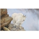 aerial view a group of wildlife art calendar, image 5 of 15