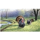 aerial view a group of wildlife art calendar, image 8 of 15