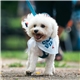 a group of small dog bandana