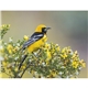 aerial view a group of birds of north america - spiral calendar, image 11 of 18