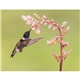 aerial view a group of birds of north america - spiral calendar, image 12 of 18