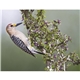 aerial view a group of birds of north america - spiral calendar, image 13 of 18
