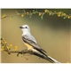 aerial view a group of birds of north america - spiral calendar, image 15 of 18