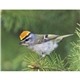 aerial view a group of birds of north america - spiral calendar, image 17 of 18
