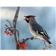 aerial view a group of birds of north america - spiral calendar, image 18 of 18