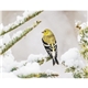 aerial view a group of birds of north america - spiral calendar, image 6 of 18