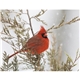 aerial view a group of birds of north america - spiral calendar, image 7 of 18