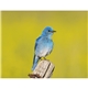 aerial view a group of birds of north america - spiral calendar, image 8 of 18