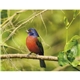 aerial view a group of birds of north america - spiral calendar, image 9 of 18