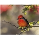 aerial view a group of birds of north america - spiral calendar, image 10 of 18