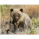 aerial view a group of wildlife portraits - window calendar, image 11 of 18