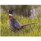 aerial view a group of wildlife portraits - window calendar, image 12 of 18
