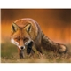 aerial view a group of wildlife portraits - window calendar, image 14 of 18