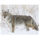 aerial view a group of wildlife portraits - window calendar, image 18 of 18