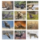 aerial view a group of wildlife portraits - window calendar, image 5 of 18