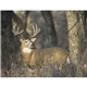 aerial view a group of wildlife portraits - window calendar, image 7 of 18