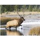 aerial view a group of wildlife portraits - window calendar, image 9 of 18