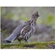 aerial view a group of wildlife portraits - window calendar, image 10 of 18