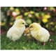 aerial view a group of baby farm animals - stapled calendar, image 15 of 44