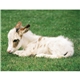 aerial view a group of baby farm animals - stapled calendar, image 16 of 44