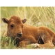 aerial view a group of baby farm animals - stapled calendar, image 18 of 44