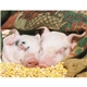 aerial view a group of baby farm animals - stapled calendar, image 19 of 44