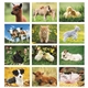 aerial view a group of baby farm animals - stapled calendar, image 6 of 44