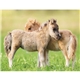 aerial view a group of baby farm animals - stapled calendar, image 9 of 44