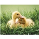 aerial view a group of baby farm animals - stapled calendar, image 10 of 44
