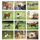 aerial view a group of baby farm animals - stapled calendar, image 26 of 44