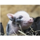 aerial view a group of baby farm animals - stapled calendar, image 32 of 44