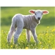 aerial view a group of baby farm animals - stapled calendar, image 33 of 44
