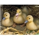 aerial view a group of baby farm animals - stapled calendar, image 35 of 44