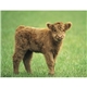 aerial view a group of baby farm animals - stapled calendar, image 36 of 44