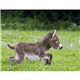 aerial view a group of baby farm animals - stapled calendar, image 40 of 44