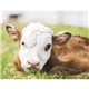 aerial view a group of baby farm animals - stapled calendar, image 42 of 44
