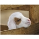 aerial view a group of baby farm animals - stapled calendar, image 43 of 44