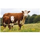 Farmers Pocket Calendar With Storage