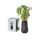 Modern Sprout Tapered Tumbler Grow Kit - Black/Basil
