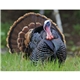 North American Wildlife Calendar