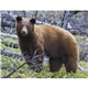 North American Wildlife Calendar