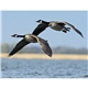 North American Wildlife Calendar