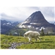 North American Wildlife Calendar