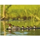 North American Wildlife Calendar