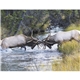 North American Wildlife Calendar