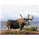 North American Wildlife Calendar