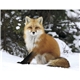North American Wildlife Calendar