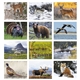 North American Wildlife Calendar